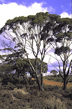APII jpeg image of Eucalyptus myriadena subsp. parviflora  © contact APII