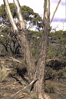 APII jpeg image of Eucalyptus myriadena subsp. parviflora  © contact APII