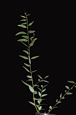 APII jpeg image of Eucalyptus myriadena subsp. parviflora  © contact APII