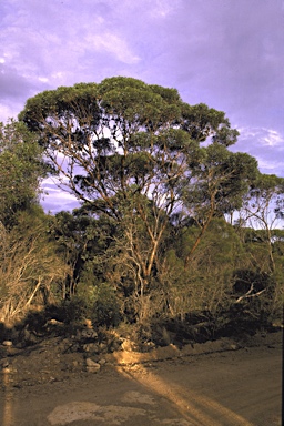 APII jpeg image of Eucalyptus newbeyi  © contact APII
