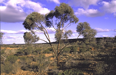 APII jpeg image of Eucalyptus nigrifunda  © contact APII