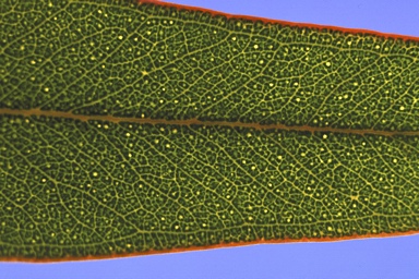 APII jpeg image of Eucalyptus goniocalyx subsp. exposa  © contact APII
