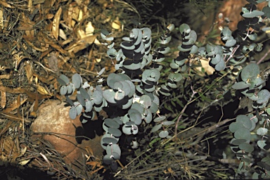 APII jpeg image of Eucalyptus goniocalyx subsp. exposa  © contact APII