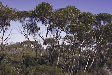 APII jpeg image of Eucalyptus obesa  © contact APII
