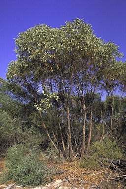 APII jpeg image of Eucalyptus obtusiflora  © contact APII