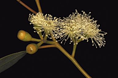 APII jpeg image of Eucalyptus obtusiflora subsp. obtusiflora  © contact APII