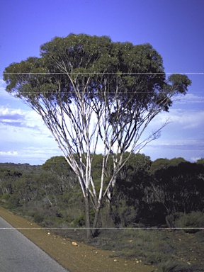 APII jpeg image of Eucalyptus occidentalis  © contact APII