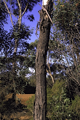 APII jpeg image of Eucalyptus occidentalis  © contact APII