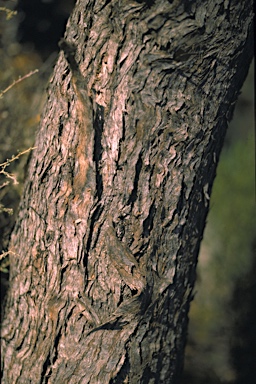 APII jpeg image of Eucalyptus oleosa subsp. oleosa  © contact APII