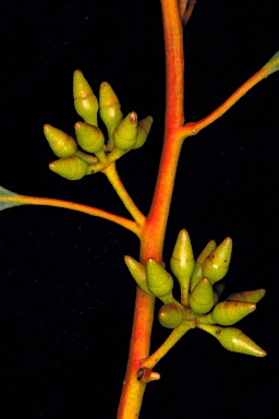 APII jpeg image of Eucalyptus oleosa subsp. ampliata  © contact APII