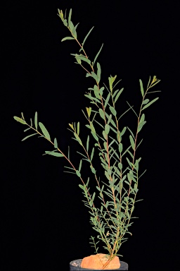 APII jpeg image of Eucalyptus oleosa subsp. ampliata  © contact APII