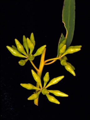 APII jpeg image of Eucalyptus oleosa subsp. corvina  © contact APII