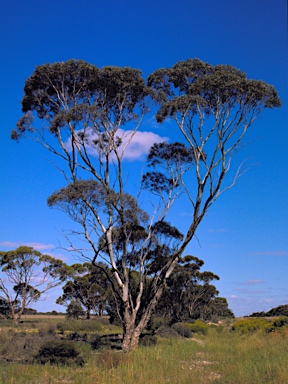 APII jpeg image of Eucalyptus oleosa subsp. cylindroidea  © contact APII