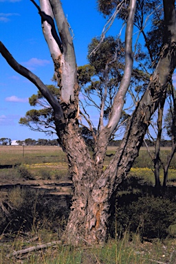APII jpeg image of Eucalyptus oleosa subsp. cylindroidea  © contact APII
