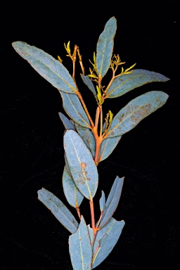 APII jpeg image of Eucalyptus oleosa subsp. cylindroidea  © contact APII