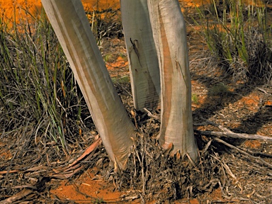 APII jpeg image of Eucalyptus olivina  © contact APII