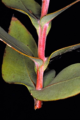 APII jpeg image of Eucalyptus optima  © contact APII