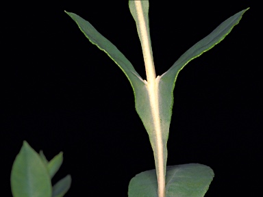 APII jpeg image of Eucalyptus hypolaena  © contact APII