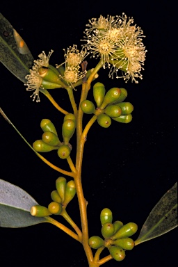 APII jpeg image of Eucalyptus oraria  © contact APII