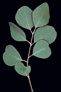 APII jpeg image of Eucalyptus educta  © contact APII