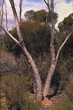 APII jpeg image of Eucalyptus ovularis  © contact APII