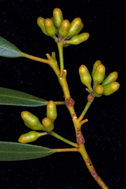 APII jpeg image of Eucalyptus ovularis  © contact APII