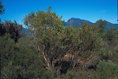 APII jpeg image of Eucalyptus pachyloma  © contact APII