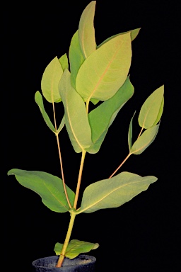 APII jpeg image of Eucalyptus patens  © contact APII