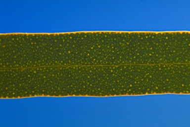 APII jpeg image of Eucalyptus eremicola subsp. peeneri  © contact APII