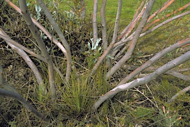 APII jpeg image of Eucalyptus pendens  © contact APII