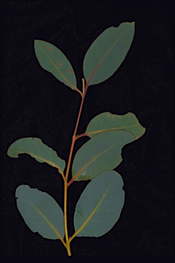APII jpeg image of Eucalyptus pendens  © contact APII