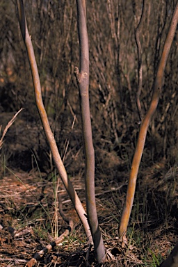 APII jpeg image of Eucalyptus perangusta  © contact APII