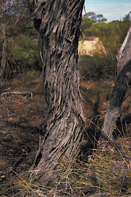 APII jpeg image of Eucalyptus petraea  © contact APII