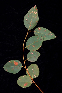 APII jpeg image of Eucalyptus petrensis  © contact APII