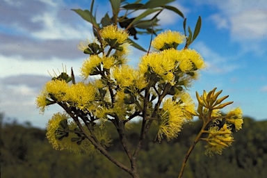 APII jpeg image of Eucalyptus phaenophylla subsp. phaenophylla  © contact APII