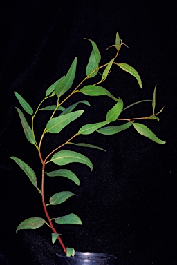 APII jpeg image of Eucalyptus phaenophylla subsp. phaenophylla  © contact APII