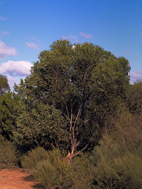 APII jpeg image of Eucalyptus phaenophylla subsp. interjacens  © contact APII