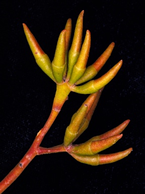 APII jpeg image of Eucalyptus phaenophylla subsp. interjacens  © contact APII