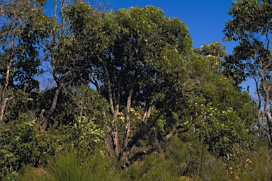 APII jpeg image of Eucalyptus x phylacis  © contact APII