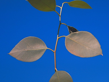 APII jpeg image of Eucalyptus x phylacis  © contact APII