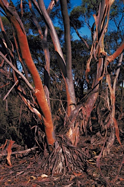 APII jpeg image of Eucalyptus pileata  © contact APII