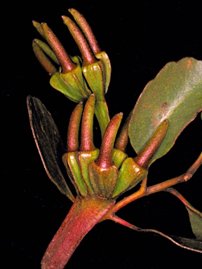 APII jpeg image of Eucalyptus platypus subsp. platypus  © contact APII