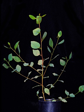 APII jpeg image of Eucalyptus platypus subsp. platypus  © contact APII