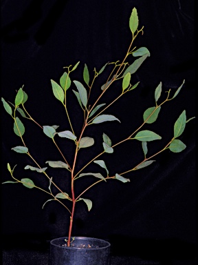 APII jpeg image of Eucalyptus platypus - congregata  © contact APII