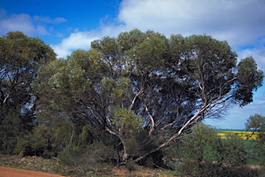 APII jpeg image of Eucalyptus pluricaulis subsp. pluricaulis  © contact APII