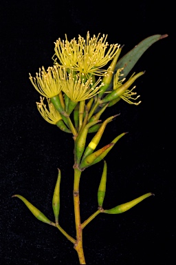 APII jpeg image of Eucalyptus pluricaulis subsp. pluricaulis  © contact APII