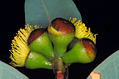 APII jpeg image of Eucalyptus preissiana subsp. preissiana  © contact APII
