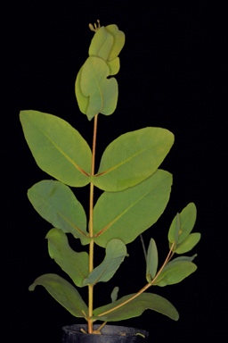 APII jpeg image of Eucalyptus preissiana subsp. lobata  © contact APII