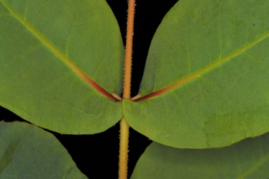 APII jpeg image of Eucalyptus preissiana subsp. lobata  © contact APII