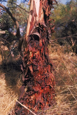 APII jpeg image of Eucalyptus pruiniramis  © contact APII